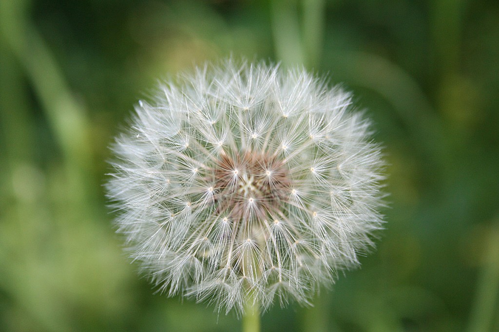 Löwenzahnpollen können auch zu allergischen Reaktionen führen - Foto: A.Hell