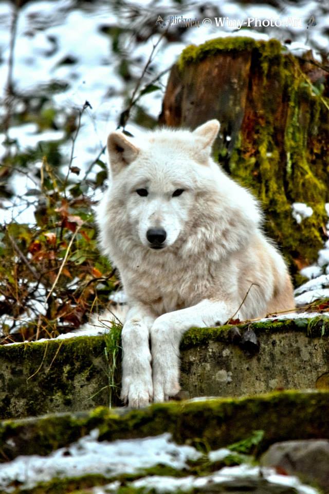 Ein weisser Wolf im Merziger Wolfspark (© Winfried Hoffmann)