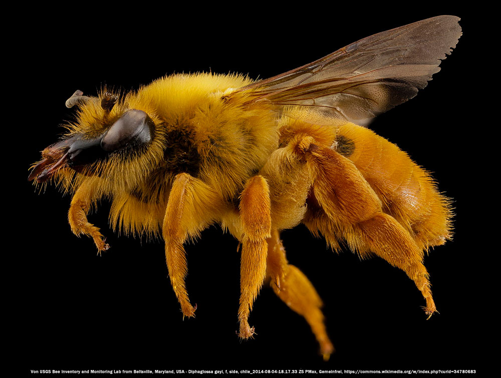 Von USGS Bee Inventory and Monitoring Lab from Beltsville, Maryland, USA - Diphaglossa gayi, f, side, chile_2014-08-04-18.17.33 ZS PMax, Gemeinfrei, Link