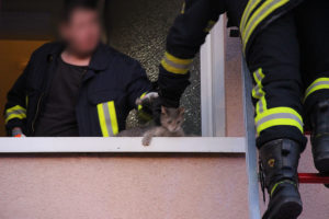 Die Feuerwehr konnte das Kätzchen befreien (Foto: Hell)